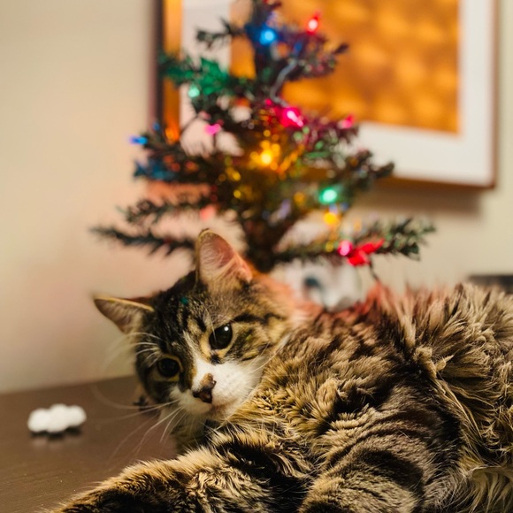 Meet your Posher, Lili - Picture 10 of 16